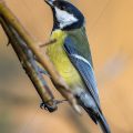 Kohlmeise (parus major)