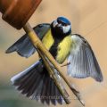 Kohlmeise (parus major)