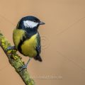 Kohlmeise (parus major)