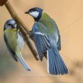 Kohlmeise (parus major)