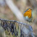 Rotkehlchen (Erithacus rubecula)