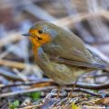 Rotkehlchen (Erithacus rubecula)