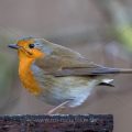 Rotkehlchen (Erithacus rubecula)