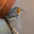 Rotkehlchen (Erithacus rubecula)
