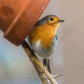Rotkehlchen (Erithacus rubecula)