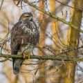 Mäusebussard (Buteo buteo)