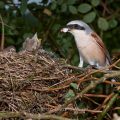 Neuntöter (Lanius collurio) Männchen