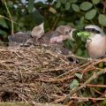 Neuntöter (Lanius collurio) Männchen