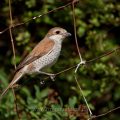 Neuntöter (Lanius collurio) Weibchen