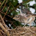 Neuntöter (Lanius collurio) Junge im Nest