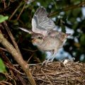 Neuntöter (Lanius collurio) Junge im Nest