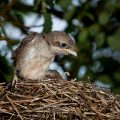Neuntöter (Lanius collurio) Junge im Nest