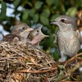 Neuntöter (Lanius collurio) Weibchen