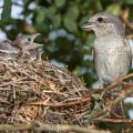 Neuntöter (Lanius collurio) Weibchen