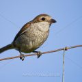 Neuntöter (Lanius collurio) Weibchen