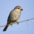 Neuntöter (Lanius collurio) Weibchen