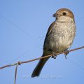 Neuntöter (Lanius collurio) Weibchen