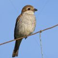 Neuntöter (Lanius collurio) Weibchen