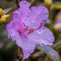 Vorfrühlings Rhododendron (Rhododendron x praecox)