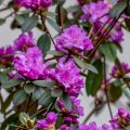 Vorfrühlings Rhododendron (Rhododendron x praecox)