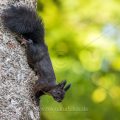 Eichhörnchen (Sciurus vulgaris), schwarze Variante
