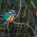 Eisvogel (Alcedo atthis) Weibchen