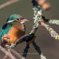 Eisvogel (Alcedo atthis) Weibchen