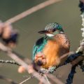 Eisvogel (Alcedo atthis) Weibchen