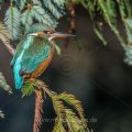 Eisvogel (Alcedo atthis) Weibchen
