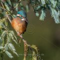 Eisvogel (Alcedo atthis) Weibchen