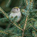 Wintergoldhähnchen (Regulus regulus)