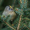 Wintergoldhähnchen (Regulus regulus)