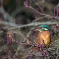 Eisvogel (Alcedo atthis) Weibchen
