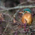 Eisvogel (Alcedo atthis) Weibchen