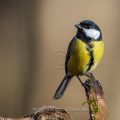 Kohlmeise (Parus major)