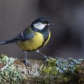 Kohlmeise (parus major)