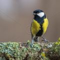 Kohlmeise (parus major)