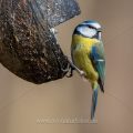 Blaumeise (Parus caeruleus)