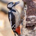 Buntspecht (Dendrocopos major) Weibchen
