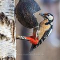 Buntspecht (Dendrocopos major) Männchen