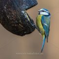 Blaumeise (Parus caeruleus)