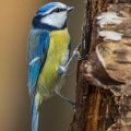 Blaumeise (Parus caeruleus)