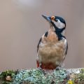 Buntspecht (Dendrocopos major) Weibchen