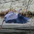Graureiher (Ardea cinerea)