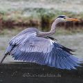 Graureiher (Ardea cinerea)