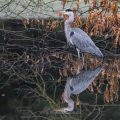 Graureiher (Ardea cinerea)