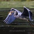 Graureiher (Ardea cinerea)