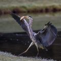 Graureiher (Ardea cinerea)