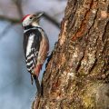 Mittelspecht (Dendrocopos medius)