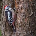 Mittelspecht (Dendrocopos medius)